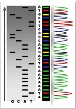 Figure 1.6: An example of the results of automated chain- termination DNA sequencing.