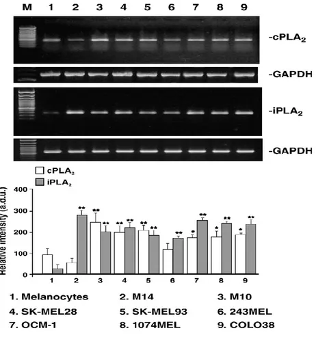 Fig. 5. L'espressione di cPLA 2  e iPLA 2  mRNA in melanociti e colture cellulari di melanoma è stata identificata dalle analisi semi-