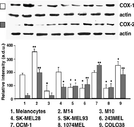 Fig. 6. Espressione di COX-1 e COX-2 melanociti umani normali e colture cellurali tumorale