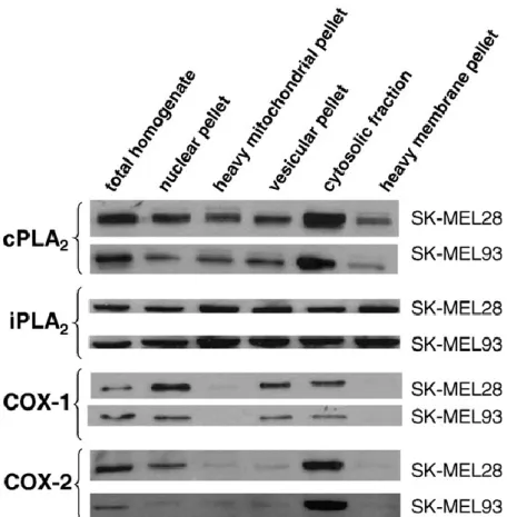 Fig. 7. Distribuzione subcellulare di cPLA2, iPLA2, COX-1 e COX-2 in due colture cellulari di melanoma