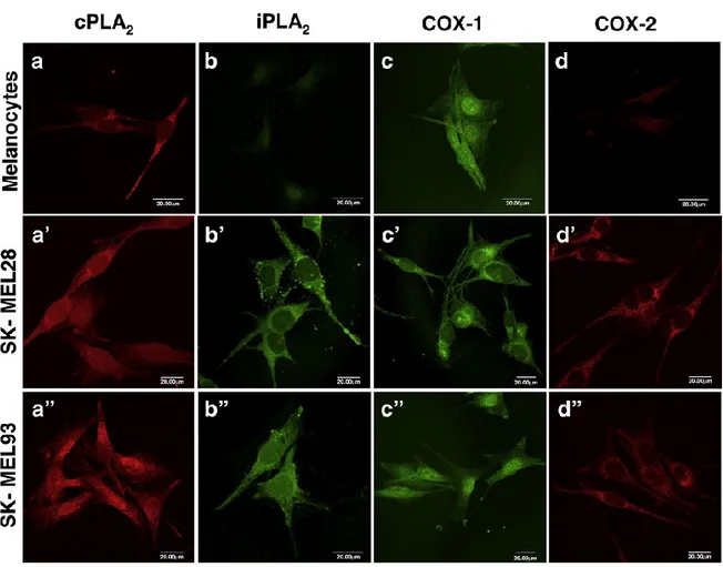 Fig.  8.  Distribuzione  subcellulare  di  CPLA2,  ÌPLA2,  COX-1  e  COX-2  in  melanociti  umani  e  colture  cellulari  di  melanoma,  SK-