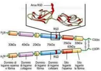 Fig. 4: Struttura dei peptidi RGD 