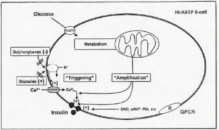 Figura 3- Controllo del rilascio insulinico nelle β-cellule con HI-KATP.  (Tratto da Hormone Research 2004;61:270- 2004;61:270-288)
