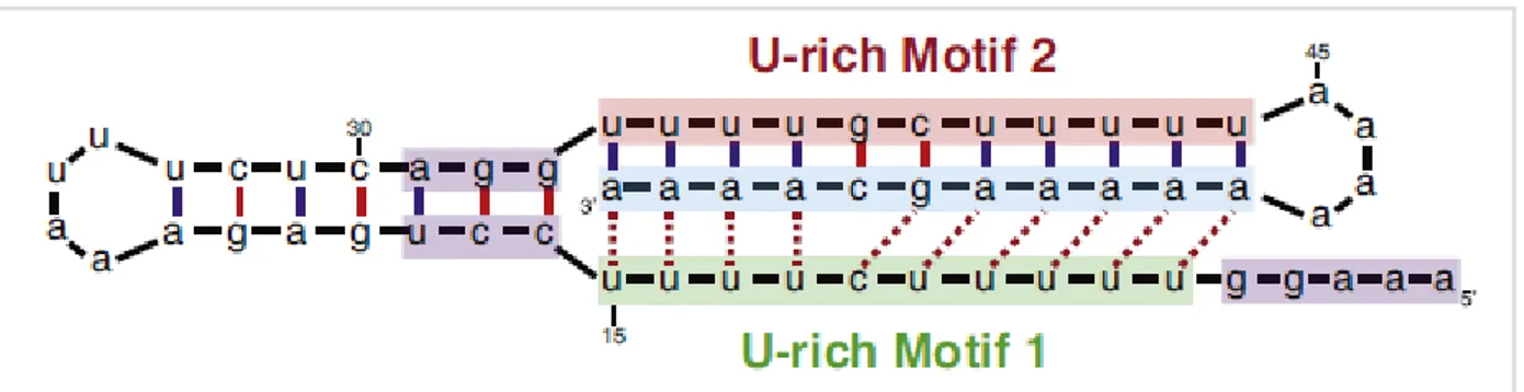 Figure 2.5: triple helix structure stabilizing MALAT1 3’-end in absence of poly(A) tail