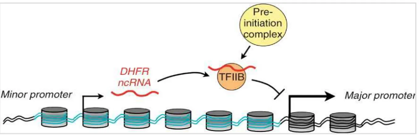 Figure 2.7: DHFR ncRNA inhibits the transcription of DHFR mRNA by interacting with the major promoter and 