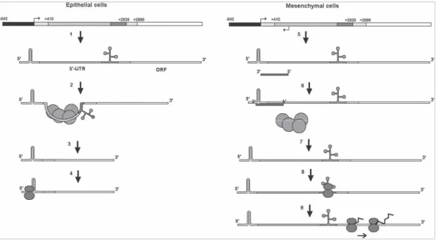 Figure 2.8: ZEB2 mRNA alternative splicing mediate by its antisense ZEB2AS1 in mesenchymal cells; ZEB2 main 