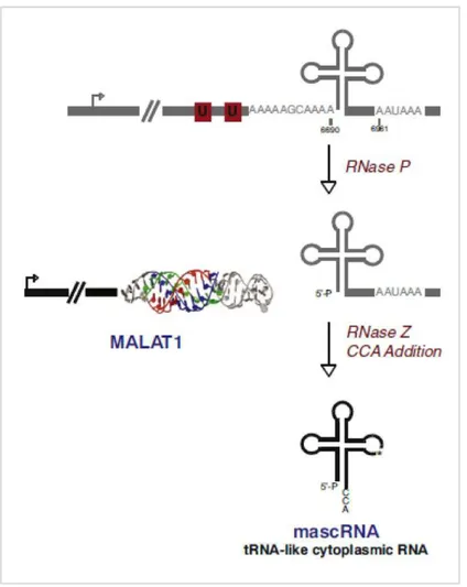 Figure 2.9: mascRNA biogenesis mediated by RNAse P cleavage of 3’-end of MALAT1 (from Wilusz, Genes Dev