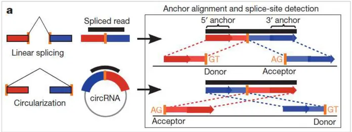 Figure 2.11: head-to-tail junction of two exons typical of backsplicing events (from Memczak et al., Nature 2013)