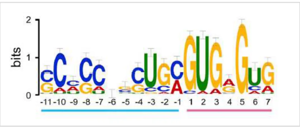 Figure 2.13: consensus sequences needed for ciRNA biogenesis: a 7-nucleotide GU-rich sequence sited near to 5’ 