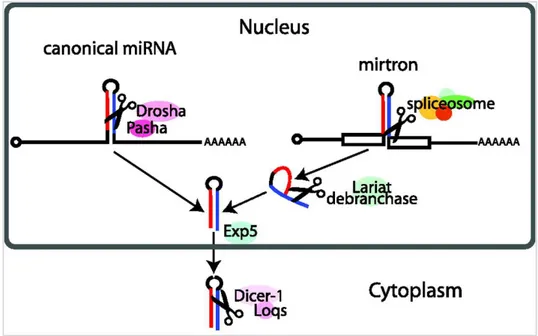 Figure 2.17: mirtron biogenesis is Drosha-independent: after removal, the intron lariat is exported to the cytoplasm by 