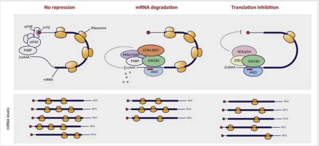 Figure 2.18: miRNA-mediated post-transcriptional silencing occurs through mRNA degradation or through inhibition 