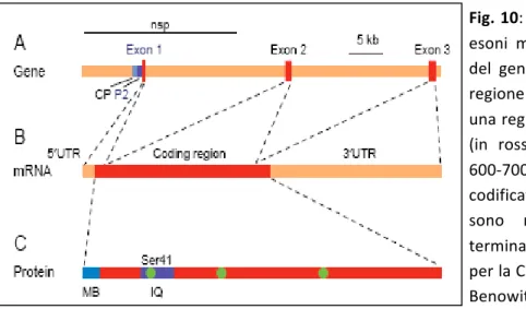 Fig.	
  10:	
  A)	
  Il	
  gene	
  GAP-­‐43	
  con	
  i	
  tre	
   esoni	
   mostrati	
   in	
   rosso;	
   B)	
   mRNA	
   del	
   gene	
   GAP-­‐43,	
   contenente	
   una	
   regione	
   5’UTR	
   di	
   50-­‐55	
   nucleotidi,	
   una	
  regione	
  cod