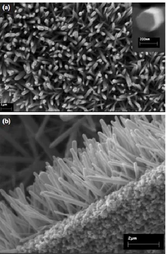 Figure 1.24: SEM images of ZnO NRs grown by aqueous chemical method on (a) 