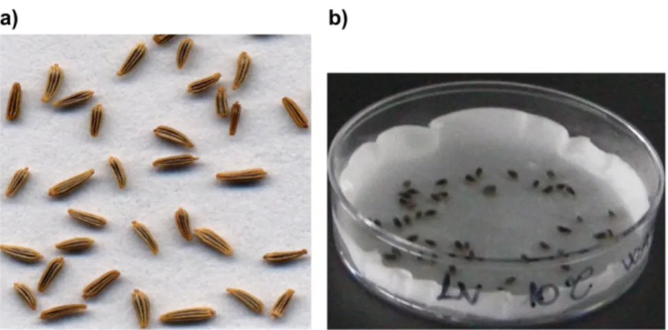 Figure 8 a) Leucanthemum vulgare seeds; b) Leucanthemum vulgare seeds imbibed in a Petri dish used  for germination tests