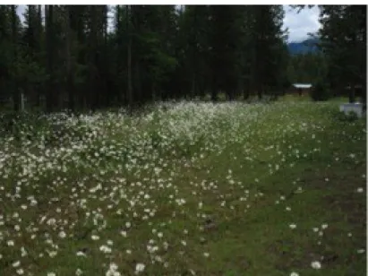 Figure 10 A Conifer forest-opening invaded by Leucanthemum vulgare 