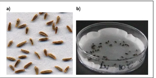 Figure  11  a)  Leucanthemum  vulgare  seeds;  b)  Leucanthemum  vulgare  seeds  imbibed  in  a  Petri  dish  used for germination tests 