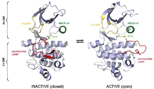 Figura   6:   Rappresentazione   strutturale   delle   conformazioni   inattiva   e   attiva   del   dominio   tirosin- tirosin-chinasico di ABL