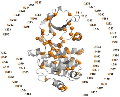 Figura   9:   Residui   del   dominio   catalitico   di   BCR-ABL   soggetti   a   mutazioni  puntiformi