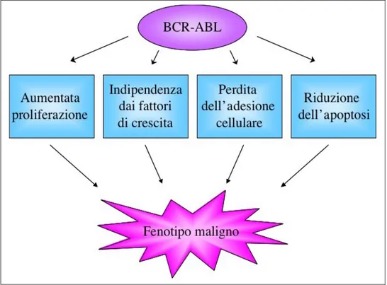 Figura 4: Vie di segnalazione cellulare influenzate dall’oncoproteina BCR-ABL.