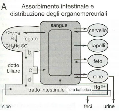 Figure 6. Absorption and elimination of MeHg.