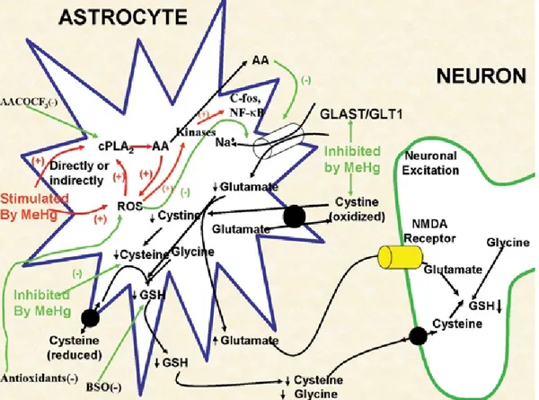 Figure 8. Schematic model proposed by M. Aschner et al. for MeHg neurotoxicity.