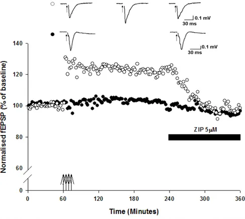 Figura  3.5  Singolo  esperimento  sull’effetto  dell’  inibizione  di  PKMζ  su  LTP  in  corteccia  peririnale  di  adulto  L’applicazione  dell;inibitore  di  PKMζ,  ZIP  5µM, annulla il mantenimento dell’LTP indotto da tetra-burst stimulation in P1 (ce
