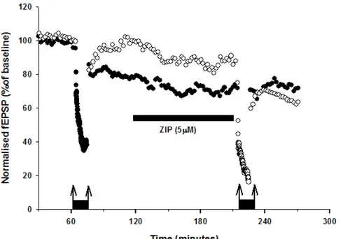 Figura  3.12  Singolo  esperimento  sull’effetto  dell’inibizione  di  pKMζ  nell’induzione  di  LTD  nella  corteccia  peririnale  di  adulto  ZIP  non  ha  effetto  su  una pathway depotenziata (cerchi neri)