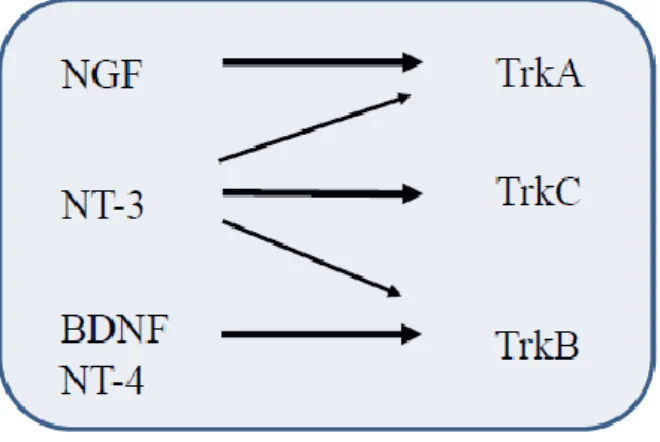 Figure 2. Schematic representation of interaction between neurotrophins                                      and their cognate Trk receptor 