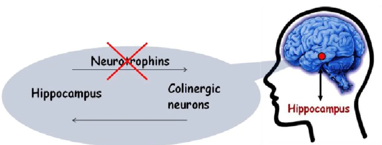 Figure 4.  The Neurotrophins  hypothesis of Alzheimer’s Disease suggests that an alteration in 