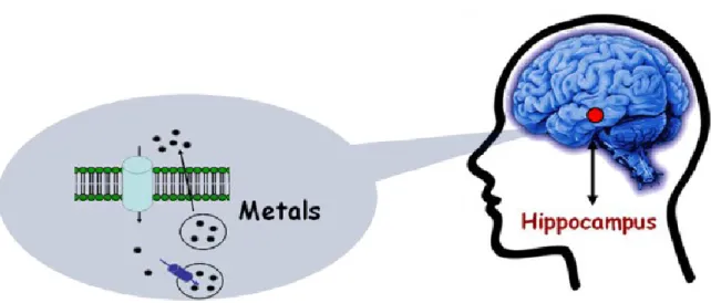 Figure  5.  Metals  in  the  brain.  Emerging  evidences  suggest  that  transition  metal  ions  are 