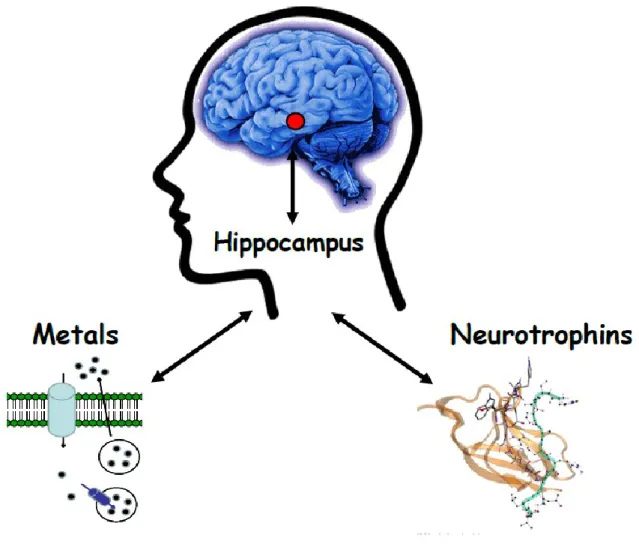 Figure  7.  Metal  ions  can  modulate  the  activities  of  the  neurotrophins,  likely  through 