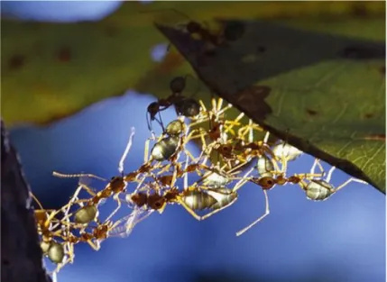 Fig. 1.2. Cooperation example - Ants cooperate together to overcome an obstacle.
