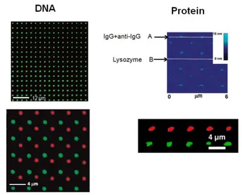 Figure 1.3: On the left, serial patterning of two different DNA sequences hy- hy-bridized to their complementary fluorolabeled DNA- complementary sequences (Oregon Green 488-X and Texas Red-X) by single pen DPN on SiO x from [39]