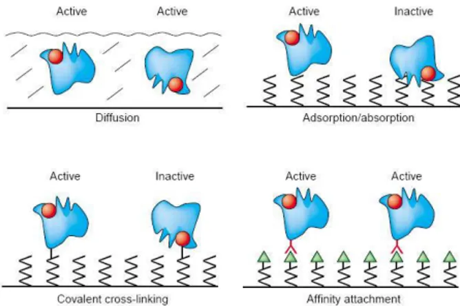 Figure 2.3: Comparison of protein attachment methods. Except from affinity attachment, proteins are usually laid on the surface in a random fashion, which may alter their native conformation, reducing their biological activity, or make them inacessible to 