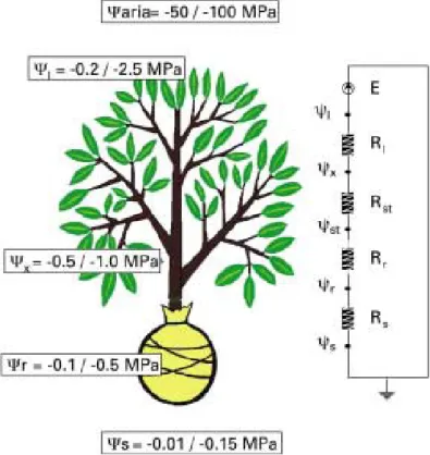 Fig. 2.2. Scheme of potential, resistance and capacitance network for a plant water flow