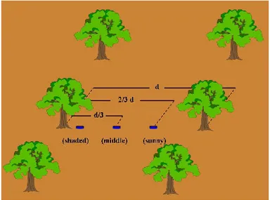 Fig. 6.4. Probes positioning in the orchard for G measurement.