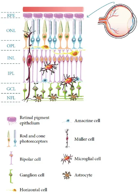 Figure 1: Schematic representation of the major retinal cell types and their organization in the retina