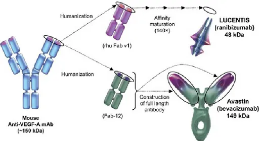 Figure 5: Ranibizumab and bevacizumab structure, developed from the same antibody. 