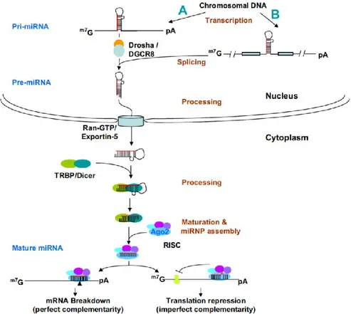 Figure  6.  miRNA  biogenesis  and  functions  (S.  Xu  et  al.  2009).  In  the  nucleus,  the  primary 