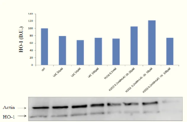 Fig. 10. Western blot assay. HO-1 levels in SH-SY5Y cells after oxidative damage 