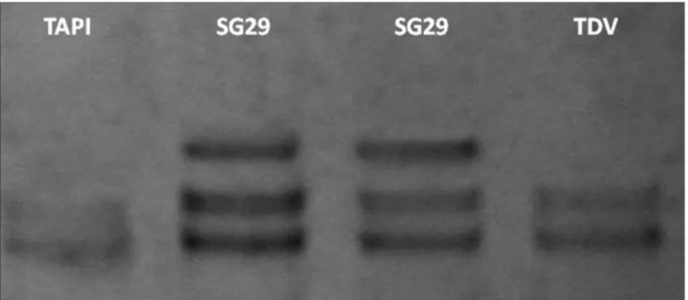 Figura 6. Analisi SSCP del gene p23 degli isolati TAPI,SG29 e TDV.    I profili ottenuti si differenziano per il bandeggio in gel di poliacrilamide