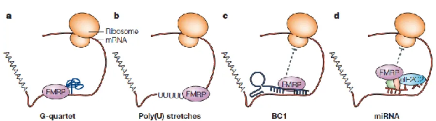 Figure 4. FMRP recognizes different RNA sequences. G-quartet structure (a),   or poly(U) stretch (b) to bind directly mRNA; BC1 (c) or miRNAs (d) to bind 