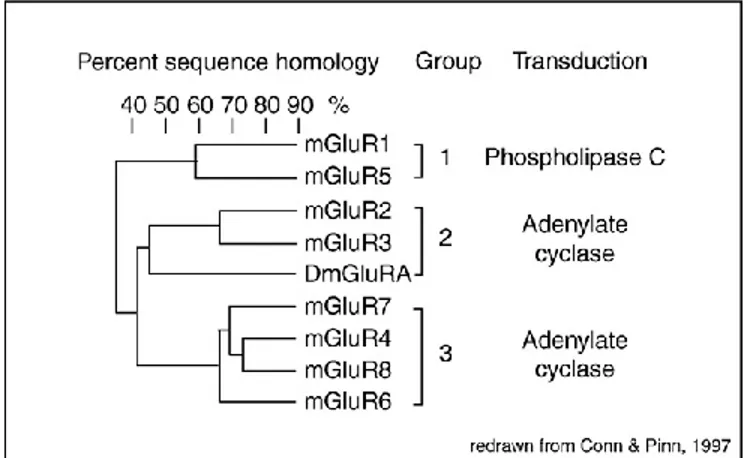 Figure 7. Classification of mammalian mGlu1-8 receptors.   From Dolen et al., 2010 