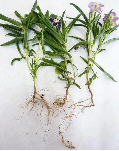 Figure 5 - Crown and root rot on Catharanthus roseus 