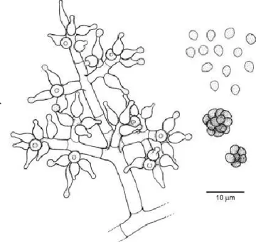 Figure 7 - Trichoderma harzianum - Conidiophore and conidia  ©MycoBank 