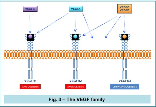 Fig. 3 – The VEGF family