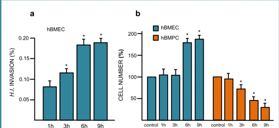 Figure 10. Panel a: invasion of hBMECs after incubation of the co-cultures for 1h, 3h, 6h, 