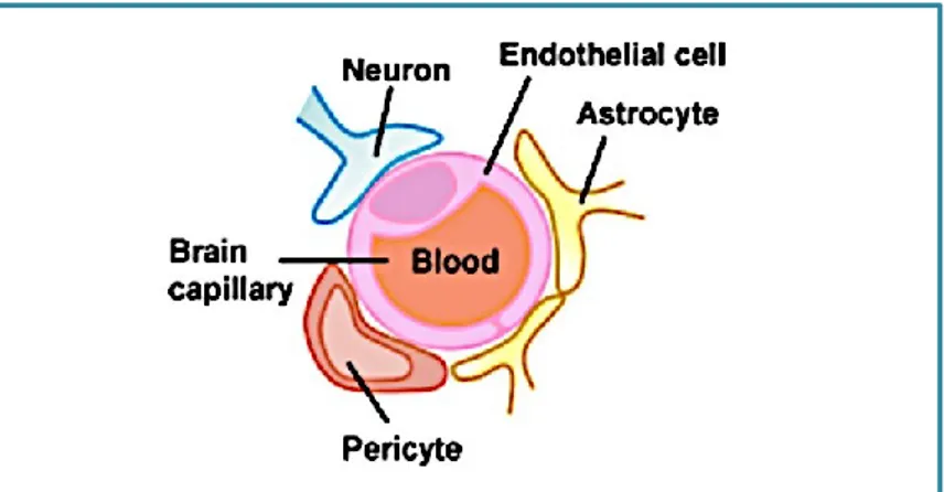 Fig. 1 - Schematic drawing of neurovascular unit 