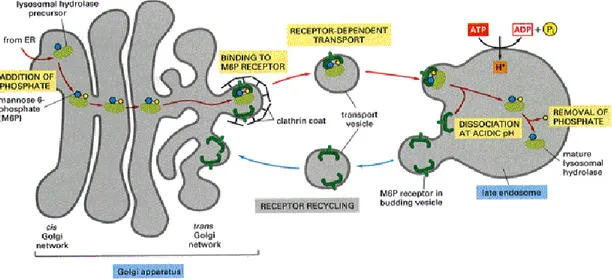 Fig. 8. Mechanism of lysosomal digestion 