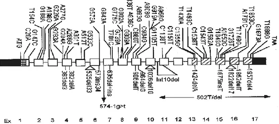 Fig. 10. Schematic drawing of the GALC gene with each box representing an exon 